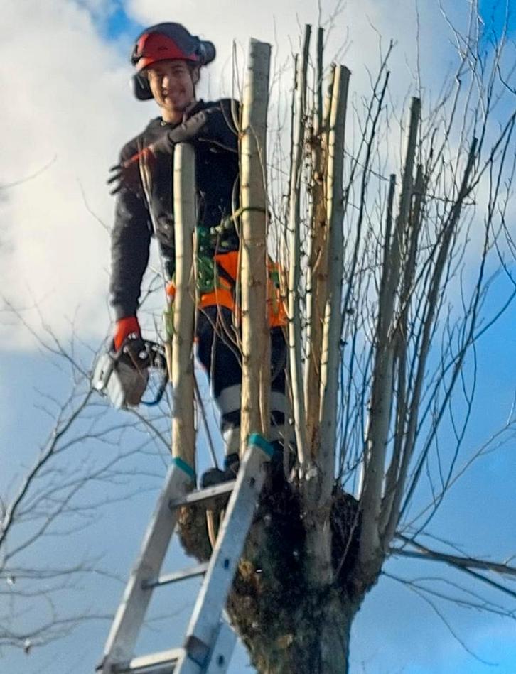 BOMEN HAGEN  snoeien, knotten, vellen, aanplanten., Diensten en Vakmensen, Tuinmannen en Stratenmakers, Tuinonderhoud of Snoeiwerk