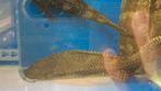 4 plecostomus, Vis, Zoetwatervis