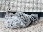 2 Raszuivere Silverudd Bla hennen, Dieren en Toebehoren, Pluimvee, Vrouwelijk, Kip