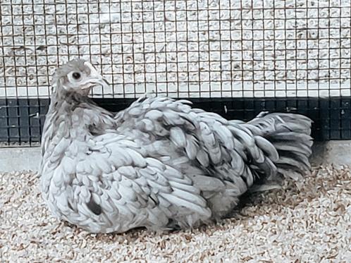 2 Raszuivere Silverudd Bla hennen, Dieren en Toebehoren, Pluimvee, Kip, Vrouwelijk