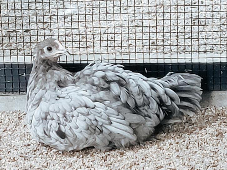 🇳🇱🐔 2 Raszuivere Silverudd Bla hennen 🐔🇳🇱, Dieren en Toebehoren, Pluimvee, Kip, Vrouwelijk