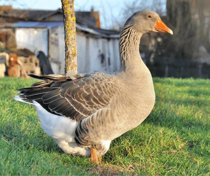 opvang voor pluimvee , ganzen , hanen , pauwen, Dieren en Toebehoren, Pluimvee