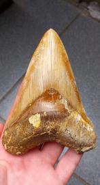 Top Megalodon haaientand 12,8 cm fossiel uit Indonesie haai, Ophalen of Verzenden, Fossiel
