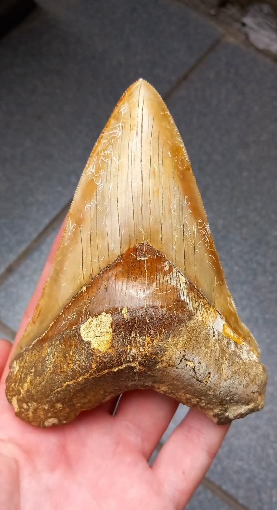 Top Megalodon haaientand 12,8 cm fossiel uit Indonesie haai, Verzamelen, Mineralen en Fossielen, Fossiel, Ophalen of Verzenden