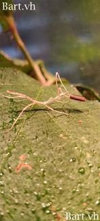 Wandelende takken - Entoria nuda, Dieren en Toebehoren, Wandelende tak