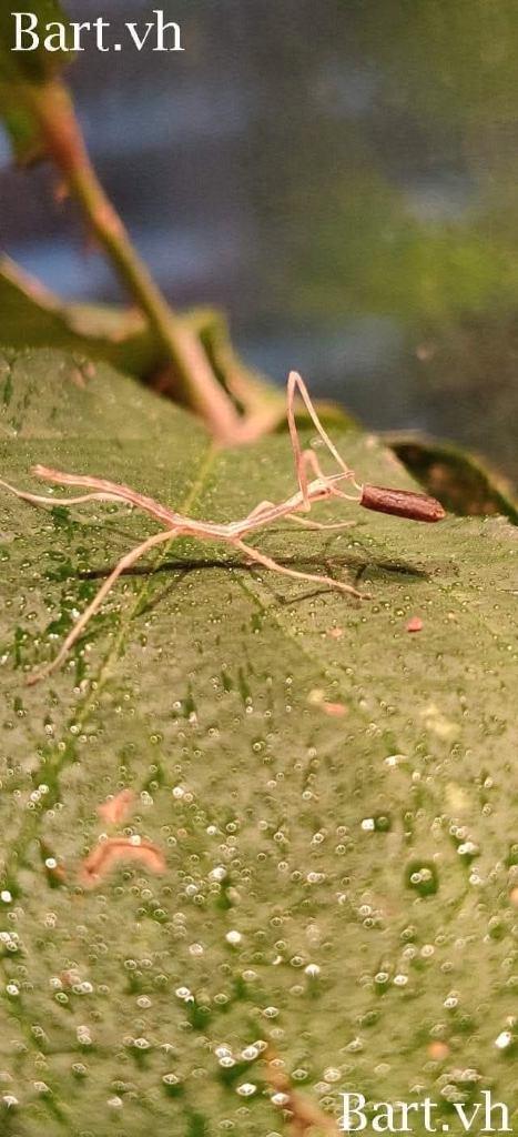 Wandelende takken - Entoria nuda, Dieren en Toebehoren, Insecten en Spinnen, Wandelende tak