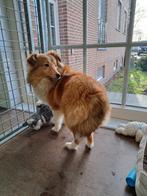 Chiots chien de berger Sheltie Shetland, Animaux & Accessoires, Chiens | Bergers & Bouviers, Parvovirose, Plusieurs, Belgique