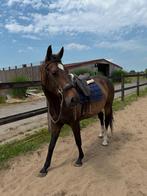 6 jarige merrie, Dieren en Toebehoren, Merrie, Zadelmak, 160 tot 165 cm, 3 tot 6 jaar