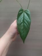 Anthurium pandurilaminum x, Huis en Inrichting, Kamerplanten, Ophalen of Verzenden