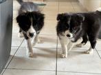 Border collie pups, Dieren en Toebehoren, Honden | Herdershonden en Veedrijvers, België, CDV (hondenziekte), 8 tot 15 weken, Teef