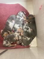 Jack Russel pups met zeer unieke kleuren /merle/silvergrey, België, Fokker | Hobbymatig, Jack Russell Terriër, 8 tot 15 weken