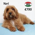 Cavapoo - Lieve pups te koop, 15 weken tot 1 jaar, Buitenland, CDV (hondenziekte), Meerdere