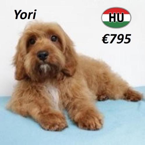 Cavapoo - Lieve pups te koop, Dieren en Toebehoren, Honden | Chihuahua's en Gezelschapshonden, Meerdere dieren, Overige rassen