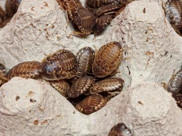 Dubias 100 stuks beschikbaar voor biedingen