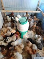 VANDAAG OPEN TOT 20 U actie 4+1 GRATIS / vanaf 10 euro, Dieren en Toebehoren, Vrouwelijk, Kip