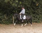 5,5 jarige Welsh merrie  met papier, Dieren en Toebehoren, Merrie, C pony (1.27m tot 1.37m), Gechipt, 3 tot 6 jaar