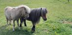2 mooie hengsten, Hengst, A pony (tot 1.17m)