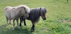 2 mooie hengsten, Dieren en Toebehoren, Pony's, Hengst, A pony (tot 1.17m)