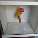 Fischeri, Dieren en Toebehoren, Dwergpapegaai of Agapornis, Geringd