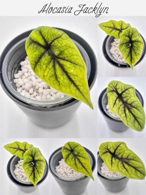 Alocasia Jacklyn, Huis en Inrichting, Kamerplanten, Groene kamerplant, Ophalen of Verzenden