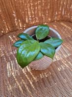 Hoya quinquinervia, Enlèvement ou Envoi