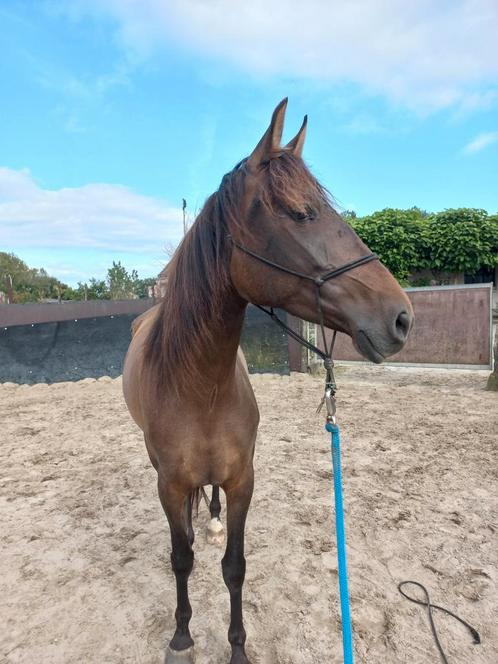 5 jarige merrie zoekt nieuw huisje, Animaux & Accessoires, Chevaux, Jument, Débourré, Moins de 160 cm, 3 à 6 ans, Avec puce électronique