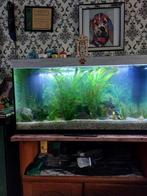 aquarium  80l-35b-40d, Dieren en Toebehoren, Ophalen, Gebruikt, Leeg aquarium