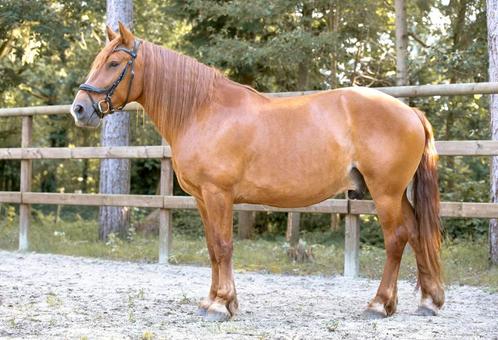 Halve stal aangeboden, Dieren en Toebehoren, Paarden, Ruin