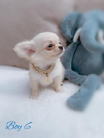 Ini mini chihuahua reutje