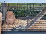 Super knap minilop koppeltje, Meerdere dieren, Dwerg, Hangoor