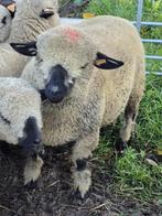 3 mooie Hampshire down ooilammeren, Dieren en Toebehoren, Vrouwelijk, Schaap, 0 tot 2 jaar