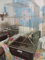 kooi papagaai of parkiet ..., Ophalen, Vogelkooi