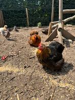 Cochin kriel hen, Dieren en Toebehoren