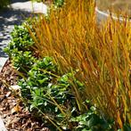 Carex 'Prairie fire', Tuin en Terras, Planten | Tuinplanten, Ophalen, Lente, Vaste plant, Siergrassen