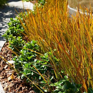 Carex 'Prairie fire' beschikbaar voor biedingen