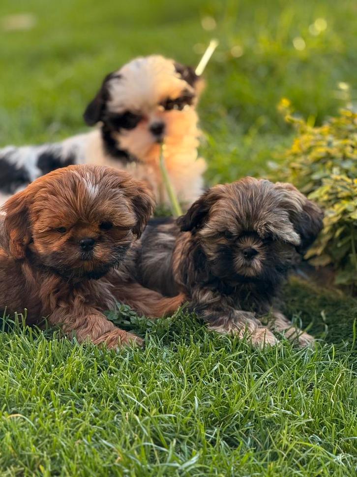 Shih Tzu pups, Dieren en Toebehoren, Honden | Chihuahua's en Gezelschapshonden, Reu, Overige rassen, Fokker | Professioneel, Meerdere