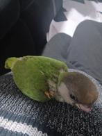 Bonte boer geringt 2026 hantamme, Dieren en Toebehoren, Vogels | Parkieten en Papegaaien