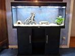 Aquarium Juwel Rio 240 LED + Meuble + Racine, Enlèvement, Utilisé, Aquarium vide