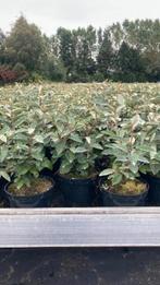 Elaeagnus ebbingei, groenblijvende haagplant, Tuin en Terras, Ophalen, Overige soorten, Struik