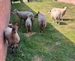9 schapen te koop, Meerdere dieren, Schaap
