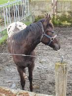 Hengsten veulen, Dieren en Toebehoren, Pony's