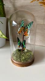 Véritables papillons UranIA Rhipheus sous globe en verre, Collections, Collections Animaux, Autres types, Insecte, Neuf