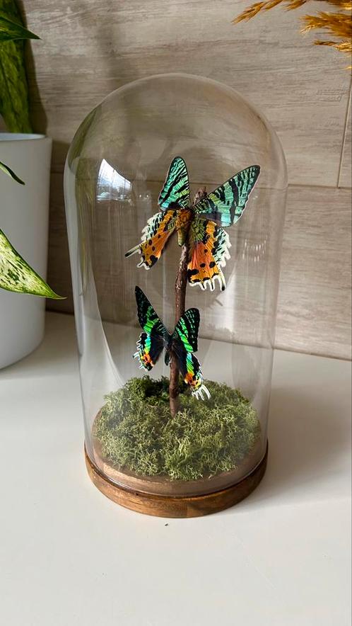 Véritables papillons UranIA Rhipheus sous globe en verre, Collections, Collections Animaux, Neuf, Autres types, Insecte