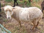 Witte ouessant ooi en lamram, niet verwant., Vrouwelijk, Schaap, 0 tot 2 jaar