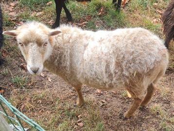 Witte ouessant ooi en lamram, niet verwant. beschikbaar voor biedingen