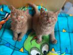 Cinnamon latent & DBE, Meerdere dieren, Kortharig, 0 tot 2 jaar