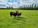 Zwartbles, Schaap, Meerdere dieren, 0 tot 2 jaar