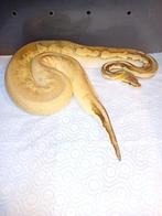 Volwasse dame super pastel mojave calico het clown, Dieren en Toebehoren, Reptielen en Amfibieën