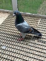 Duivers en duivinnen voor kweek, Dieren en Toebehoren, Vogels | Duiven, Meerdere dieren, Postduif