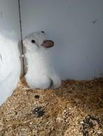 chinchilla's, Animaux & Accessoires, Mars, Chinchilla, Domestique